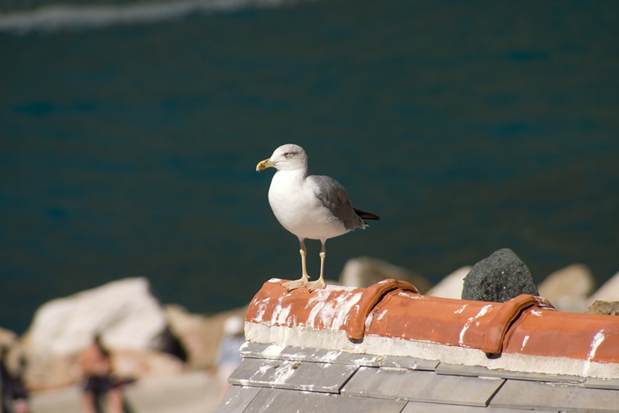 gabbiano sul tetto