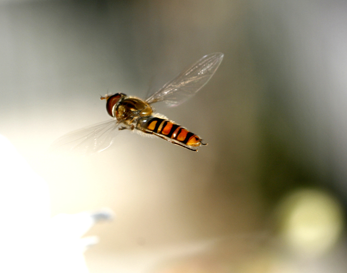 attraverso l' ignoto..