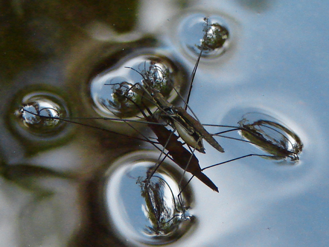 Riflessi di pattinatori