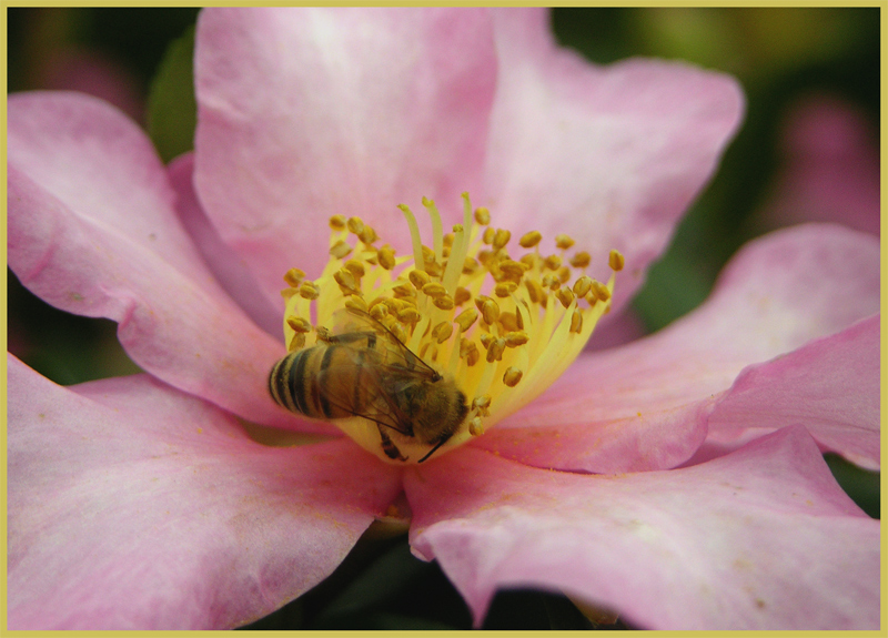 ... avvinta come l'edera ...