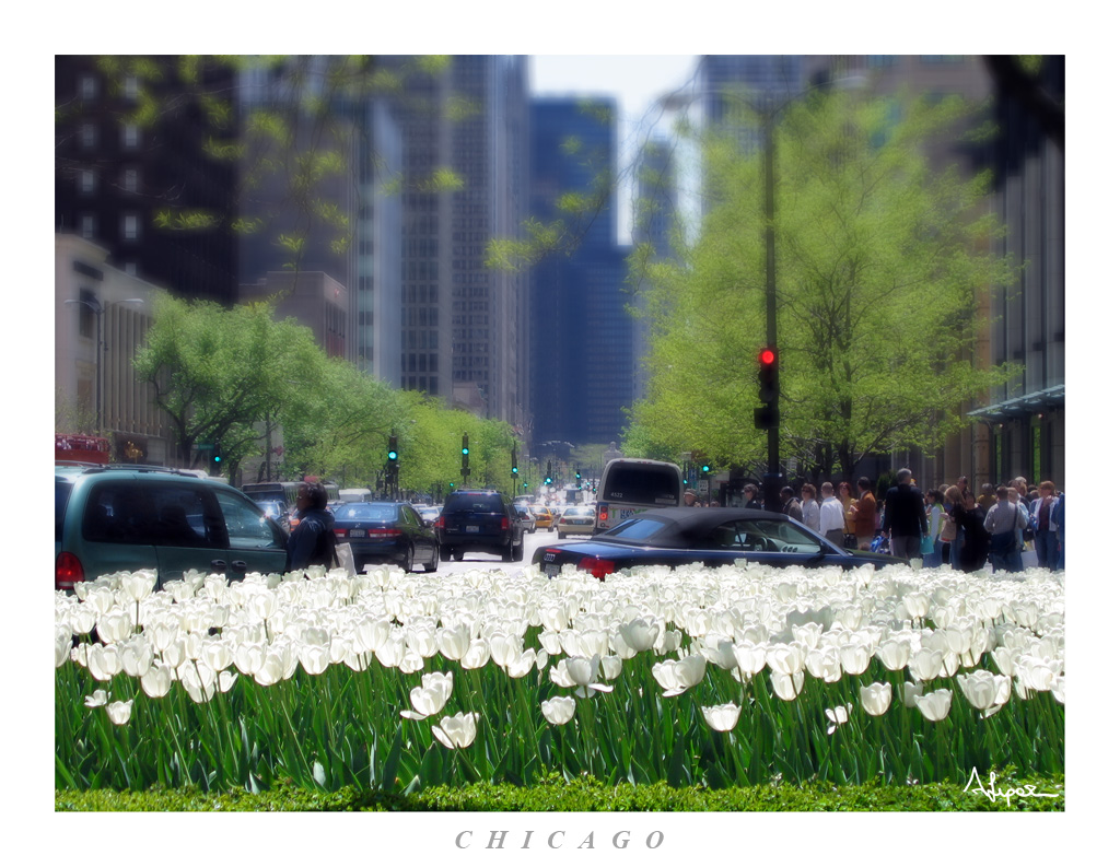 Tulipani a Chicago