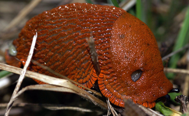 lumaca rossa SIBOLLA