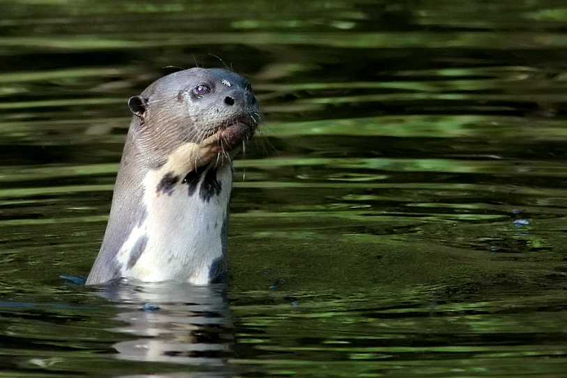 Lontra gigante