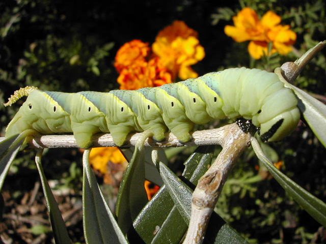 Pachiderma variopinto