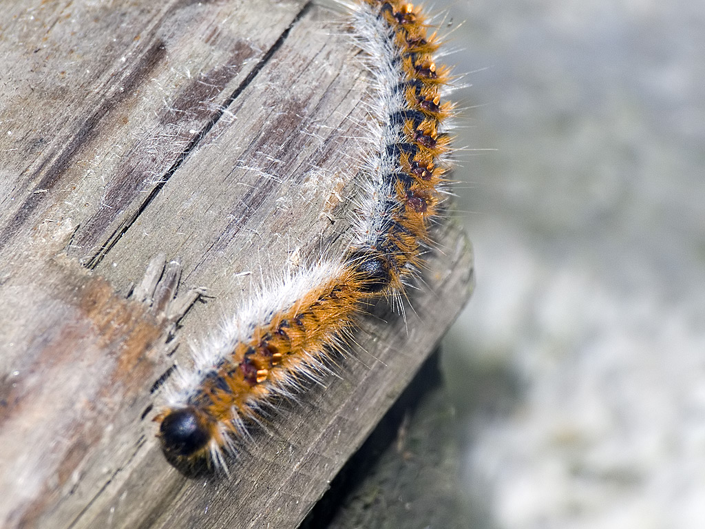 Vai avanti tu che mi vien da ridere