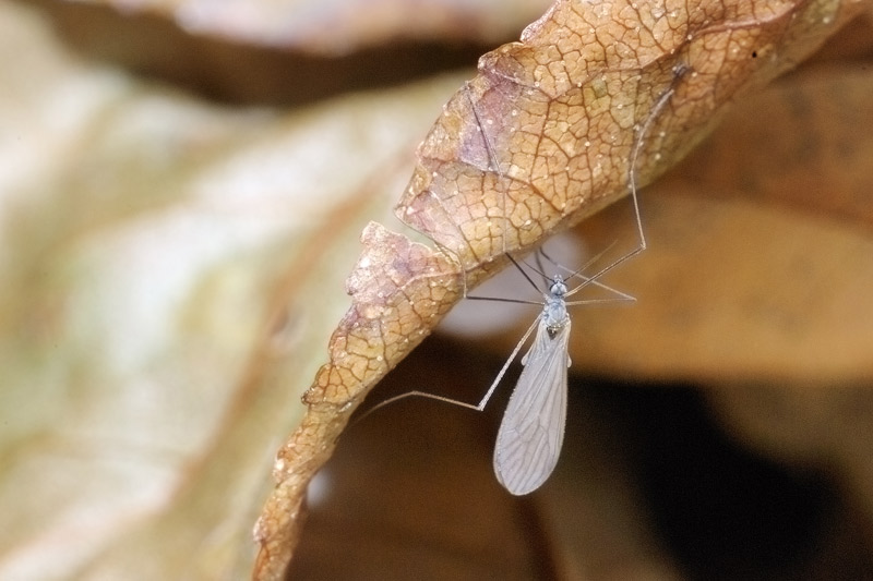 ....nitidezza Nikon D80...