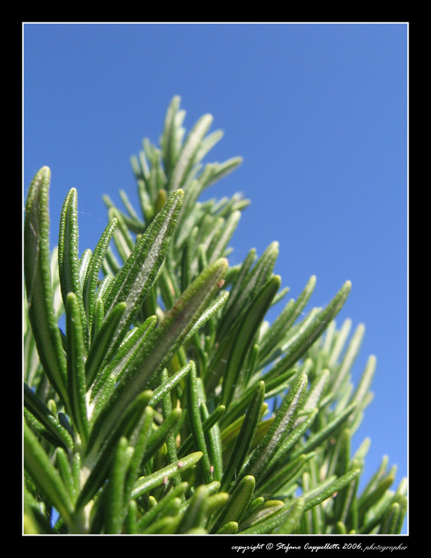 Piccolo gigante