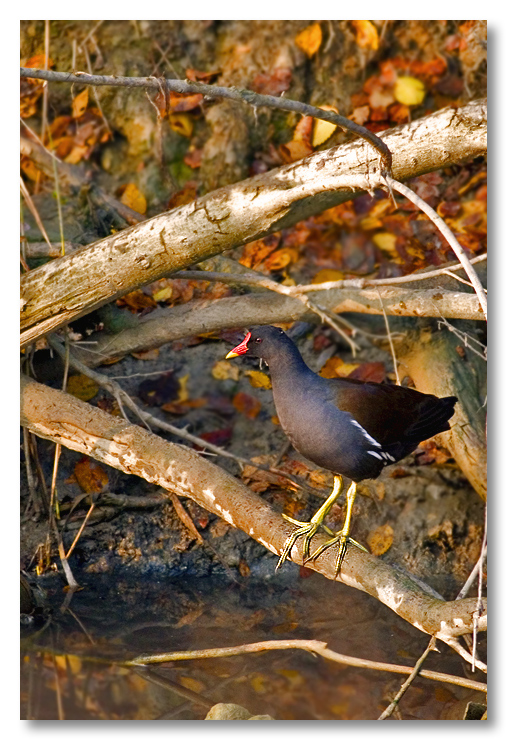 Gallinella d'autunno