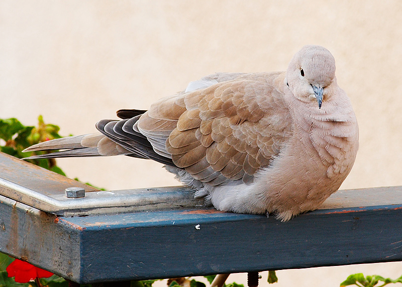 Tortora dal Collare Orientale