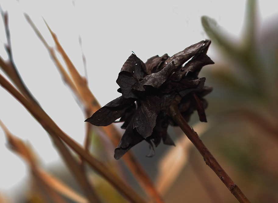 volevo esser un fiore