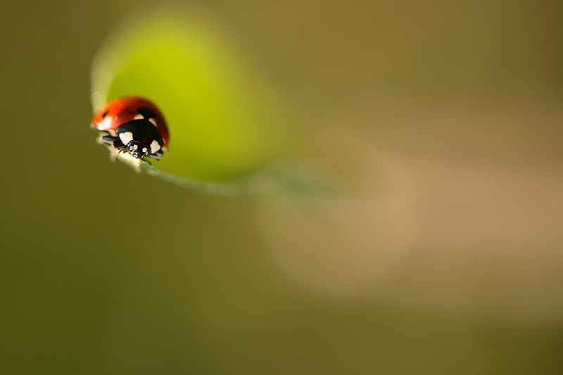 coccinella
