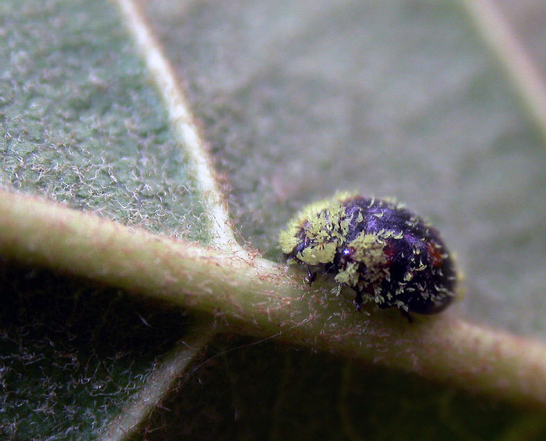 hi..hii..hiii...come mi chiamo....