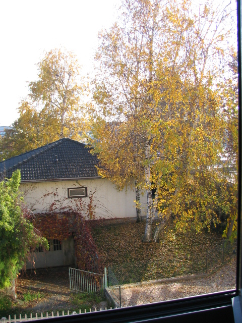 Dalla finestra dell'ufficio...colori d'autunno