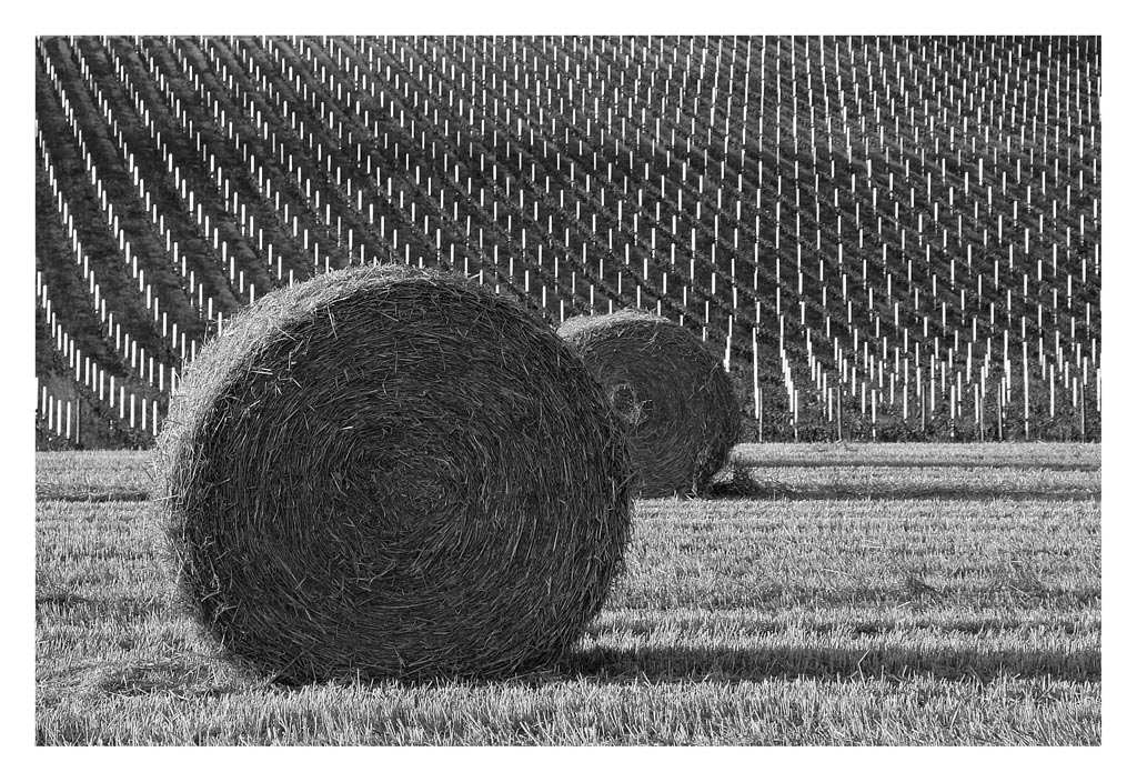 Le geometrie della natura