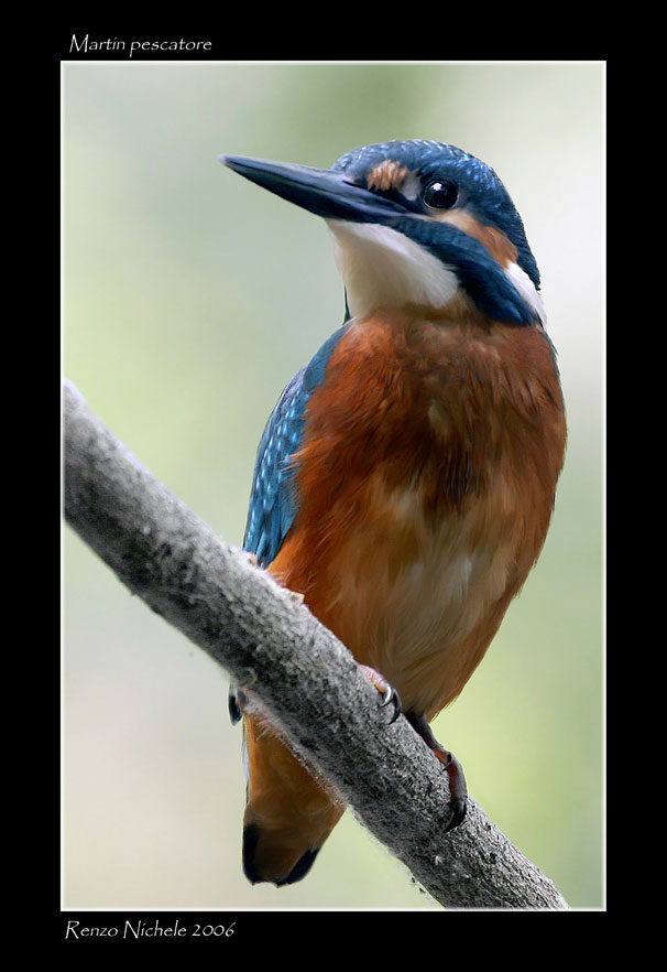 Renzo- e ancora martin