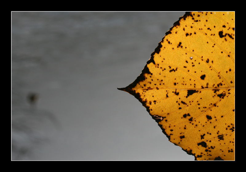 profilo di un essere particolare