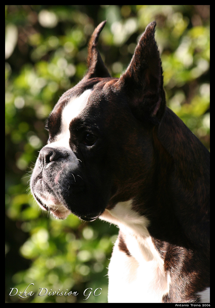 Dzha Division GC - Testa