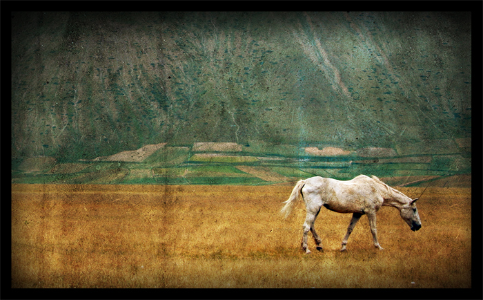 Wild Horse
