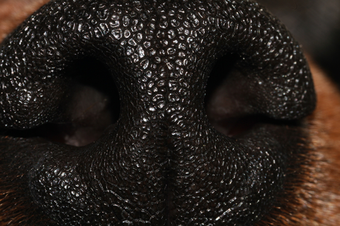 Prima macro con l'MP-E 65