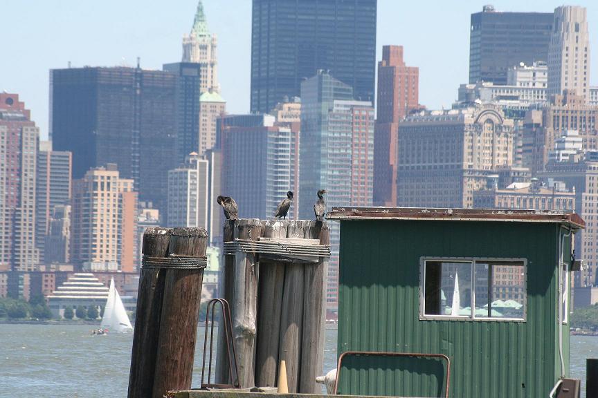 Liberty island