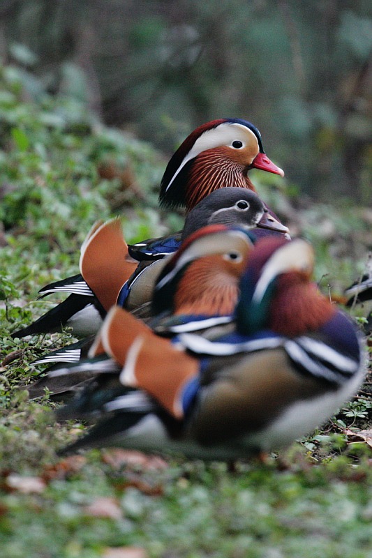 Poker o scala reale?