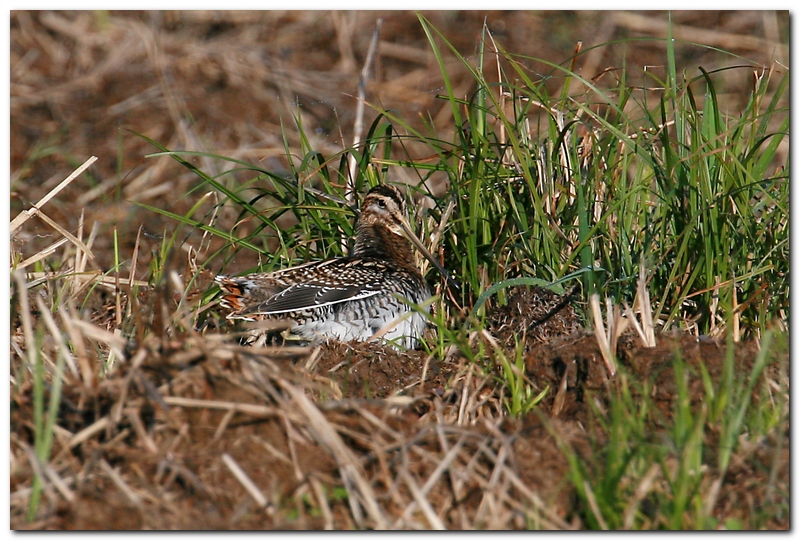 Beccaccino lontanino