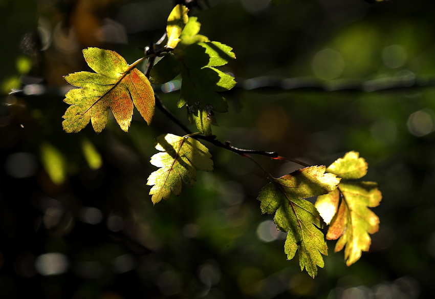 foglie in controluce