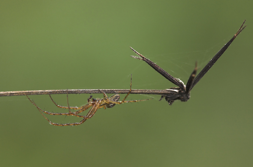 composizione con ragno