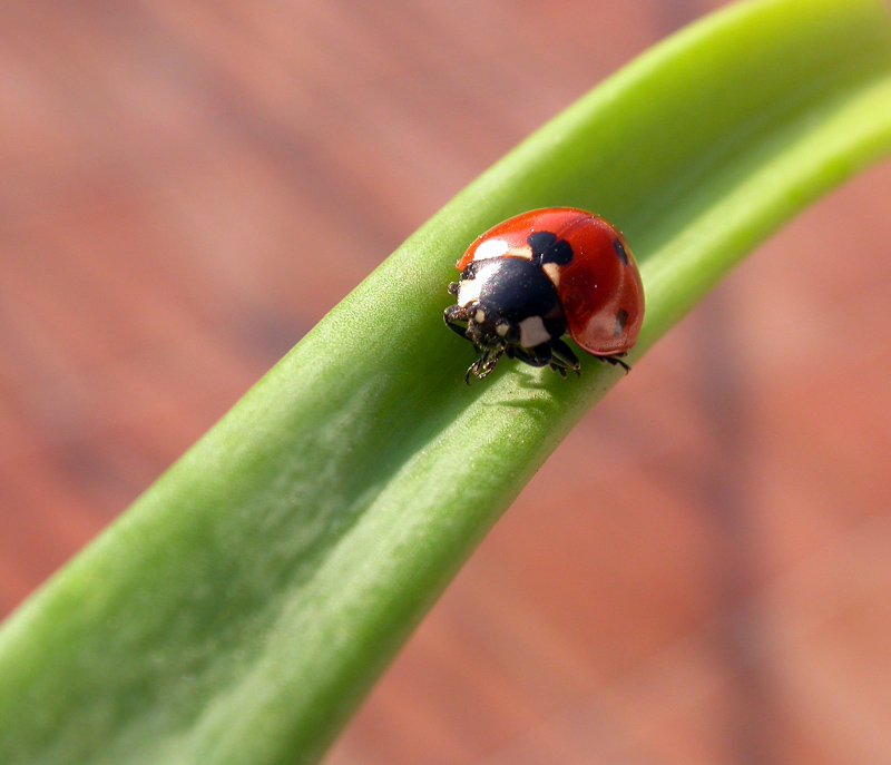 lunga e diritta correva la strada...