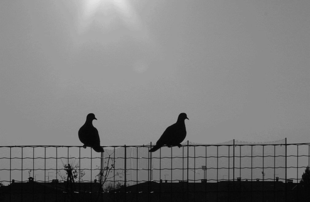 tubare in controluce