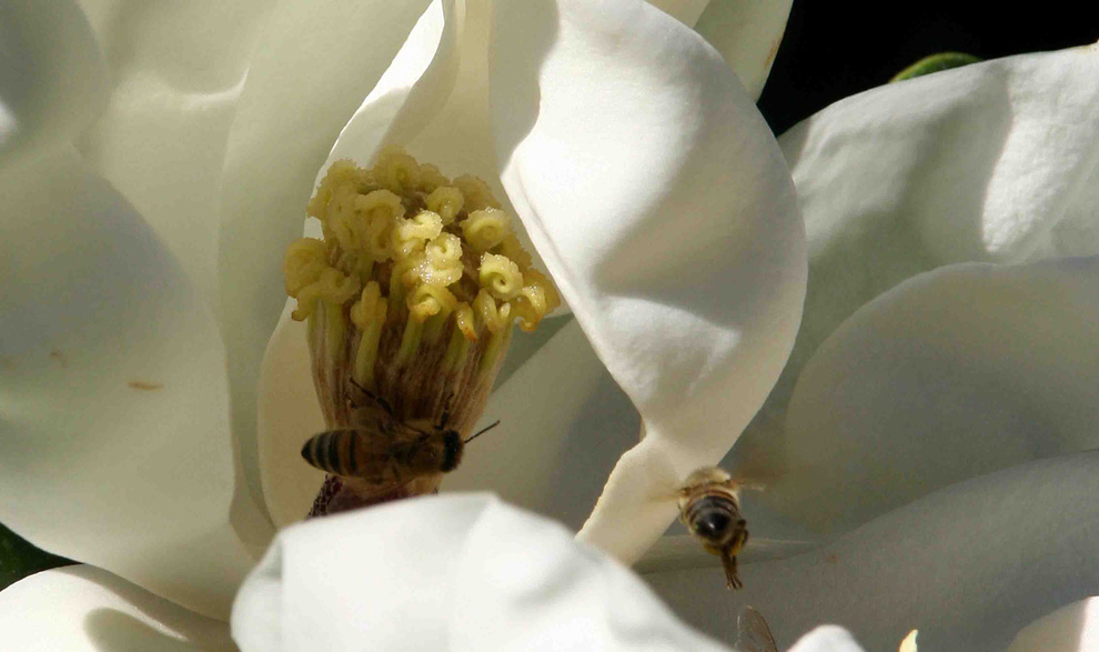 Magnolia