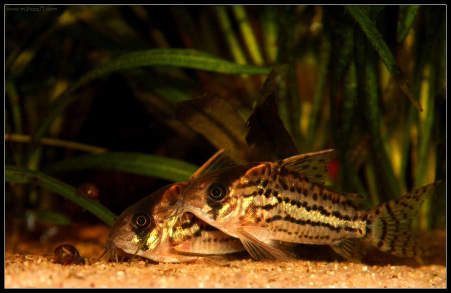 i miei cory vicini vicini