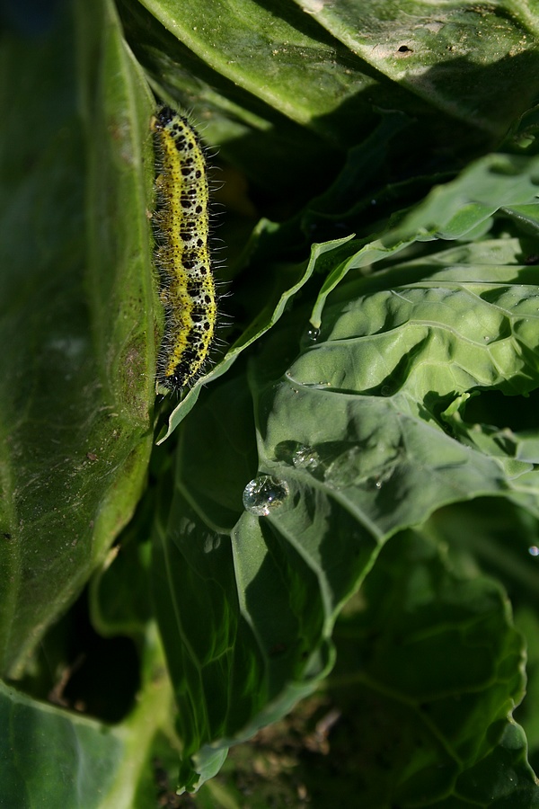 la fatica della cavolaia