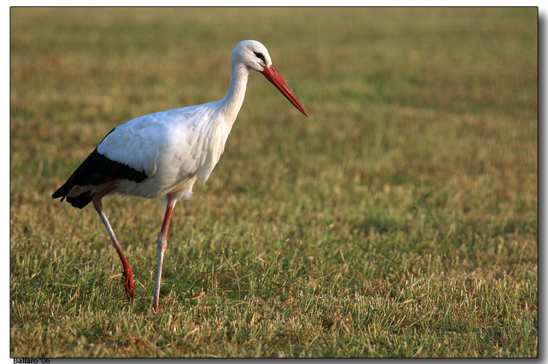Cicogna al pascolo