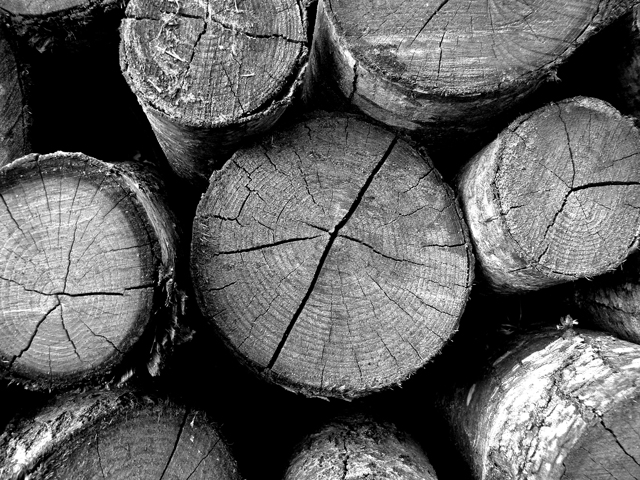 Wood texture