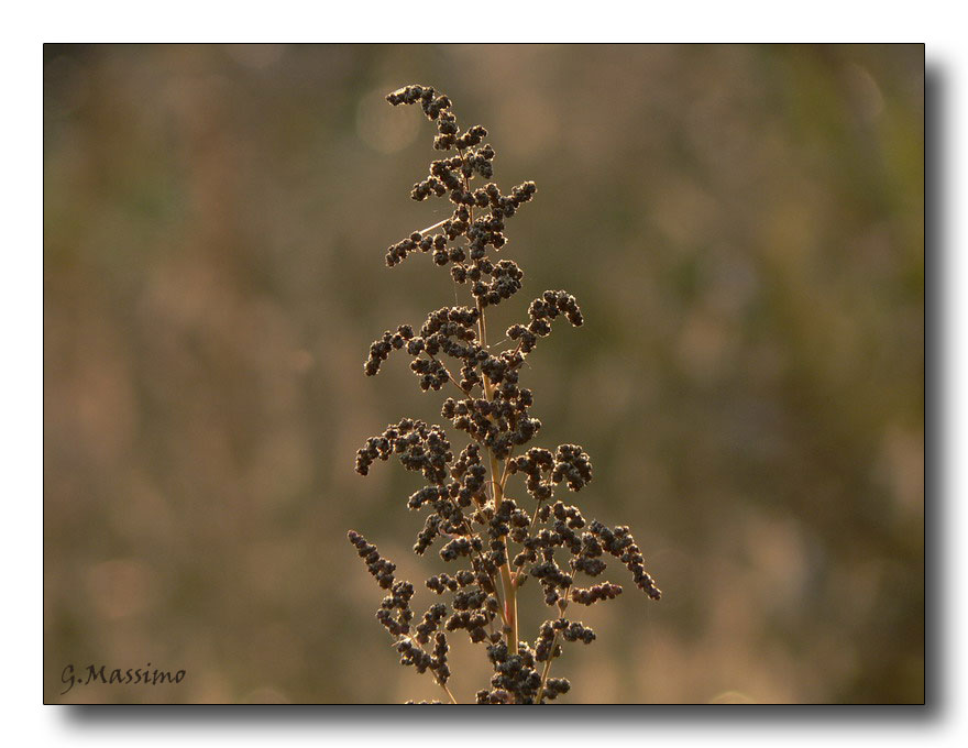 Tonalit� in controluce