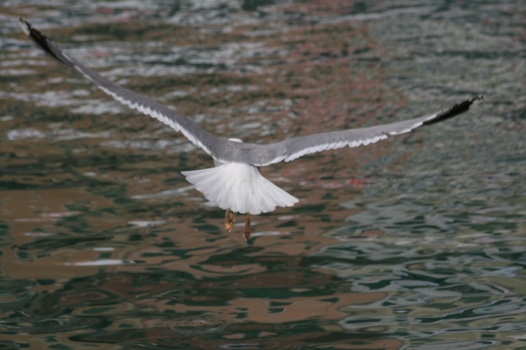 GABBIANO - PORTOFINO