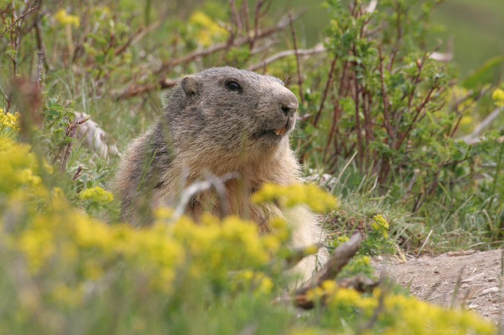 MARMOTTA 3 - SESTRIERE