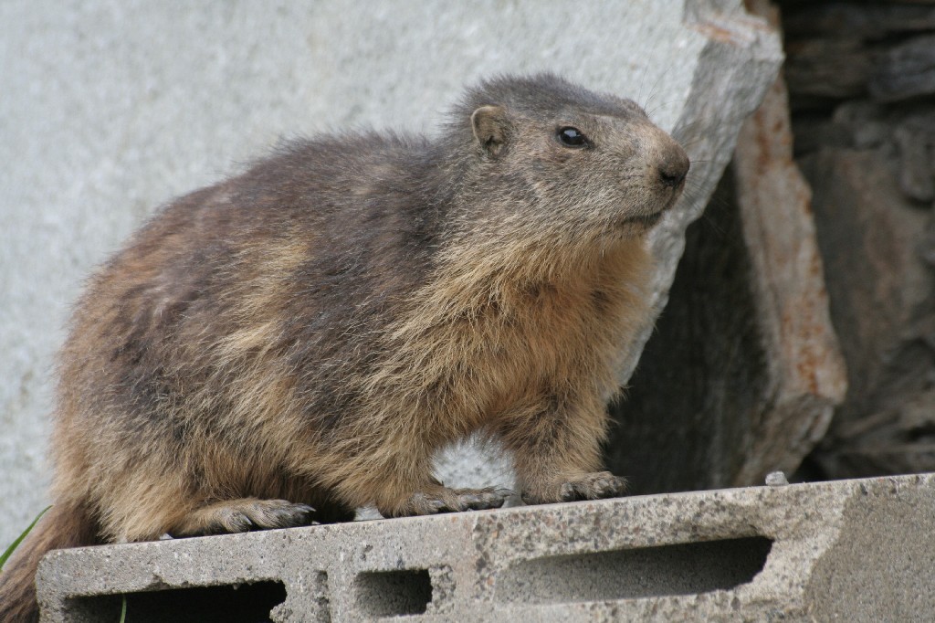 MARMOTTA 4 - SESTRIERE