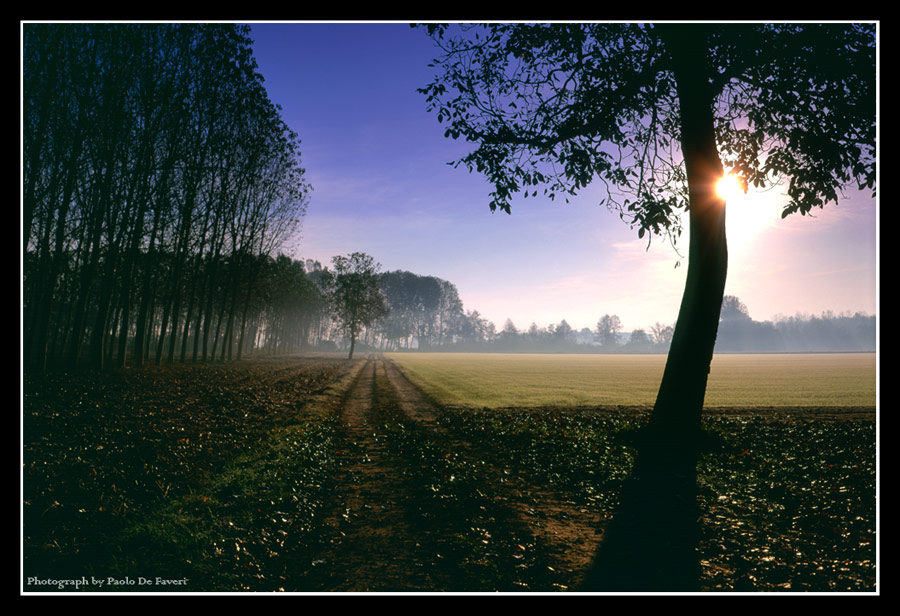 Nebbia all'alba. Dintorni di Carignano, Torino.