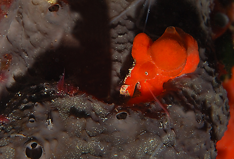 Elefante rosso per The Cat