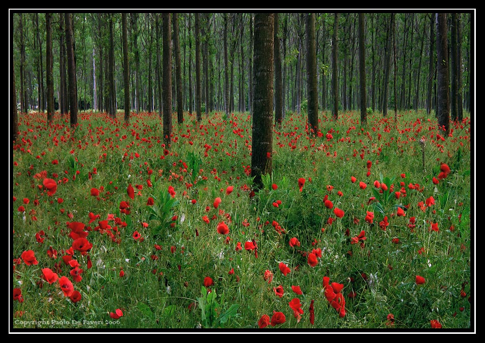 La campagna di Carignano, Torino. #3