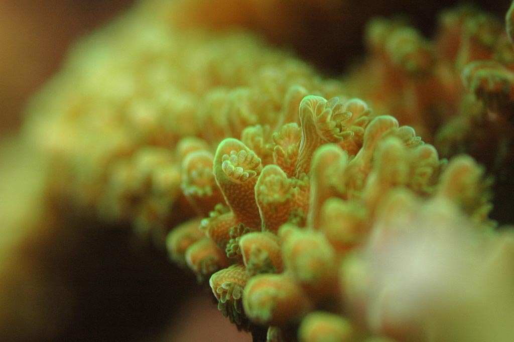 Montipora digitata