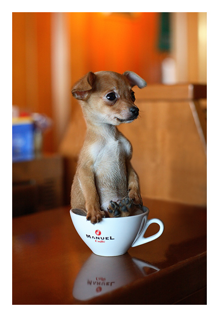 c� un pelo nel caff�...