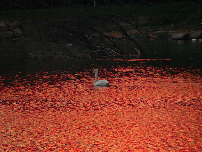 Cigno nel rosso