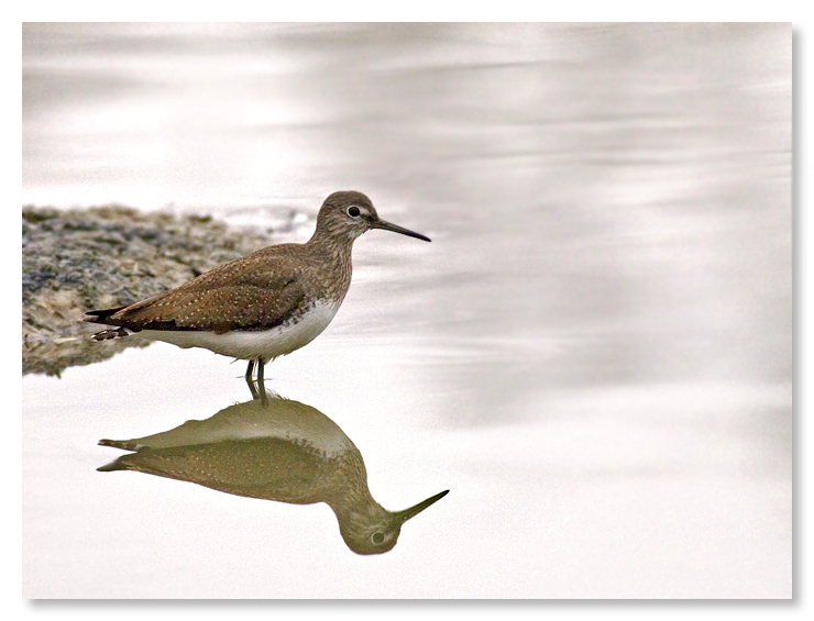 Piropiro allo specchio