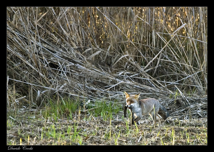 Volpe con preda (?)