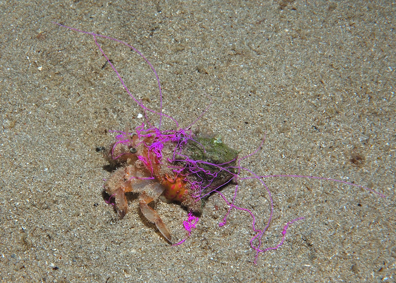 Carnevale per pigi47