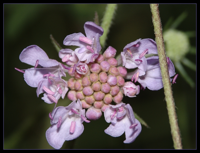 fiore piccolo piccolo