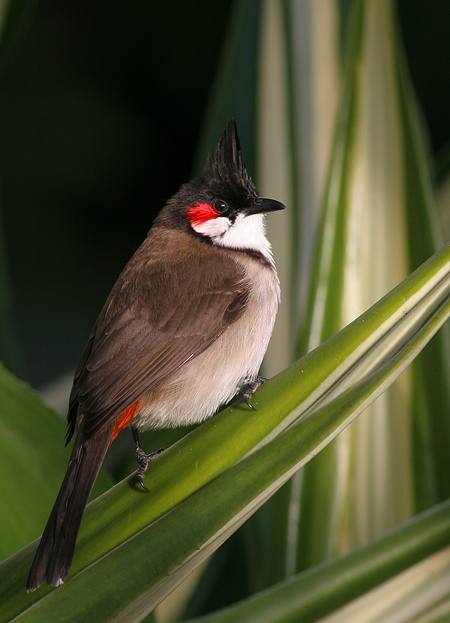 Pycnonotus jocosus 2